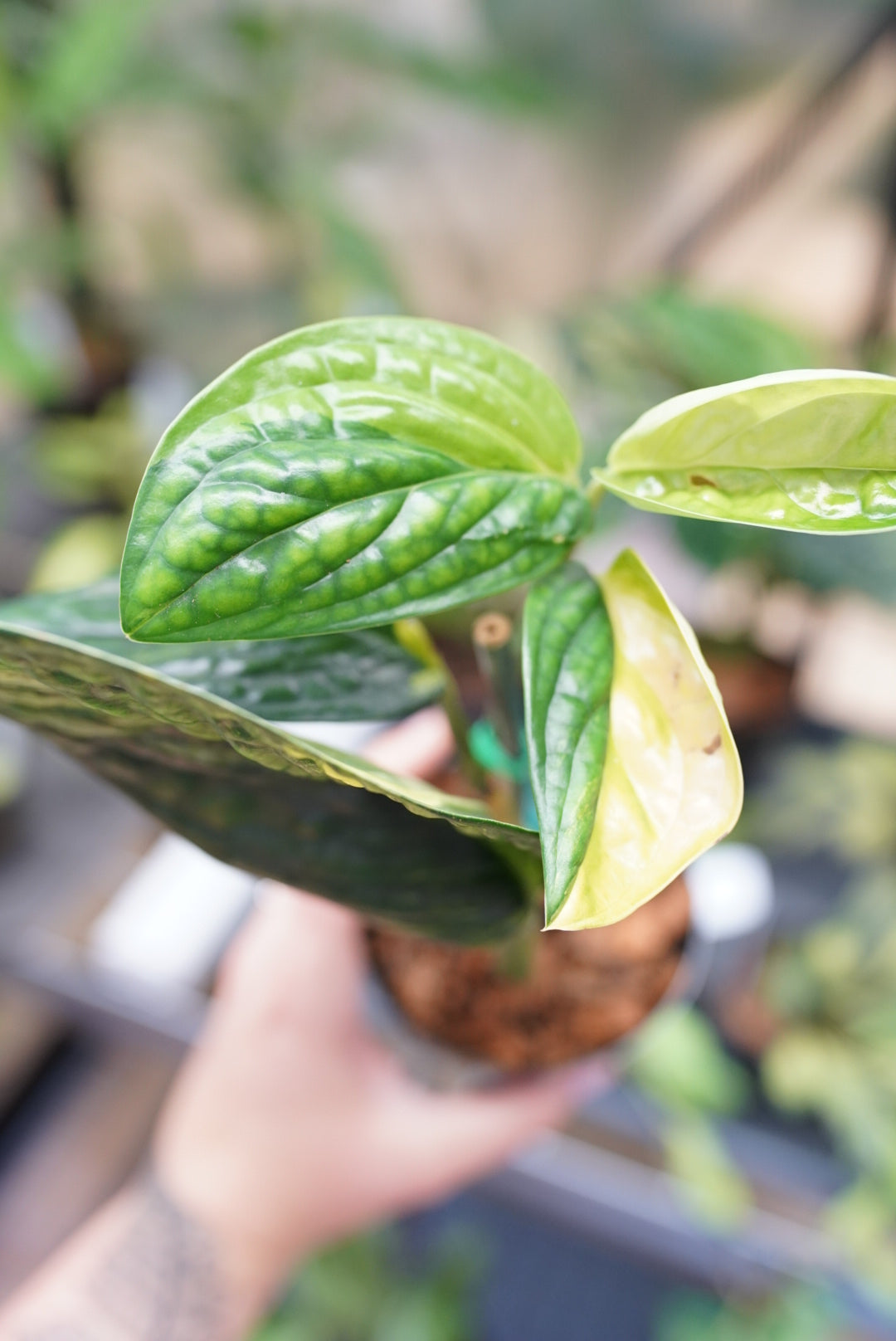 Monstera Peru Variegated