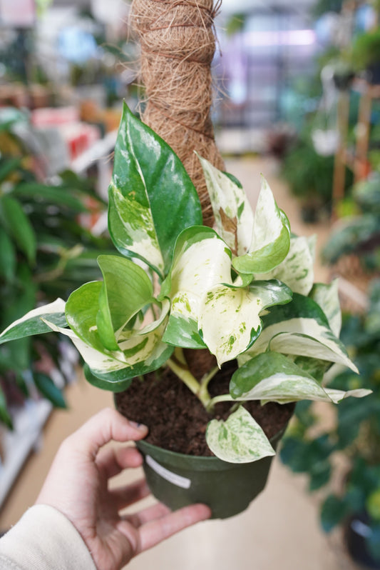 Epipremnum Aureum ‘Manjula' Pothos