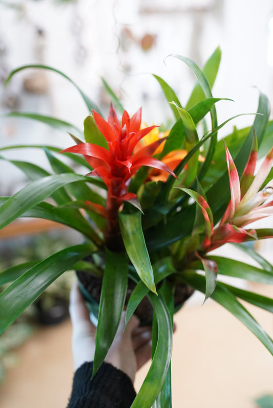 Bromeliad Guzmania