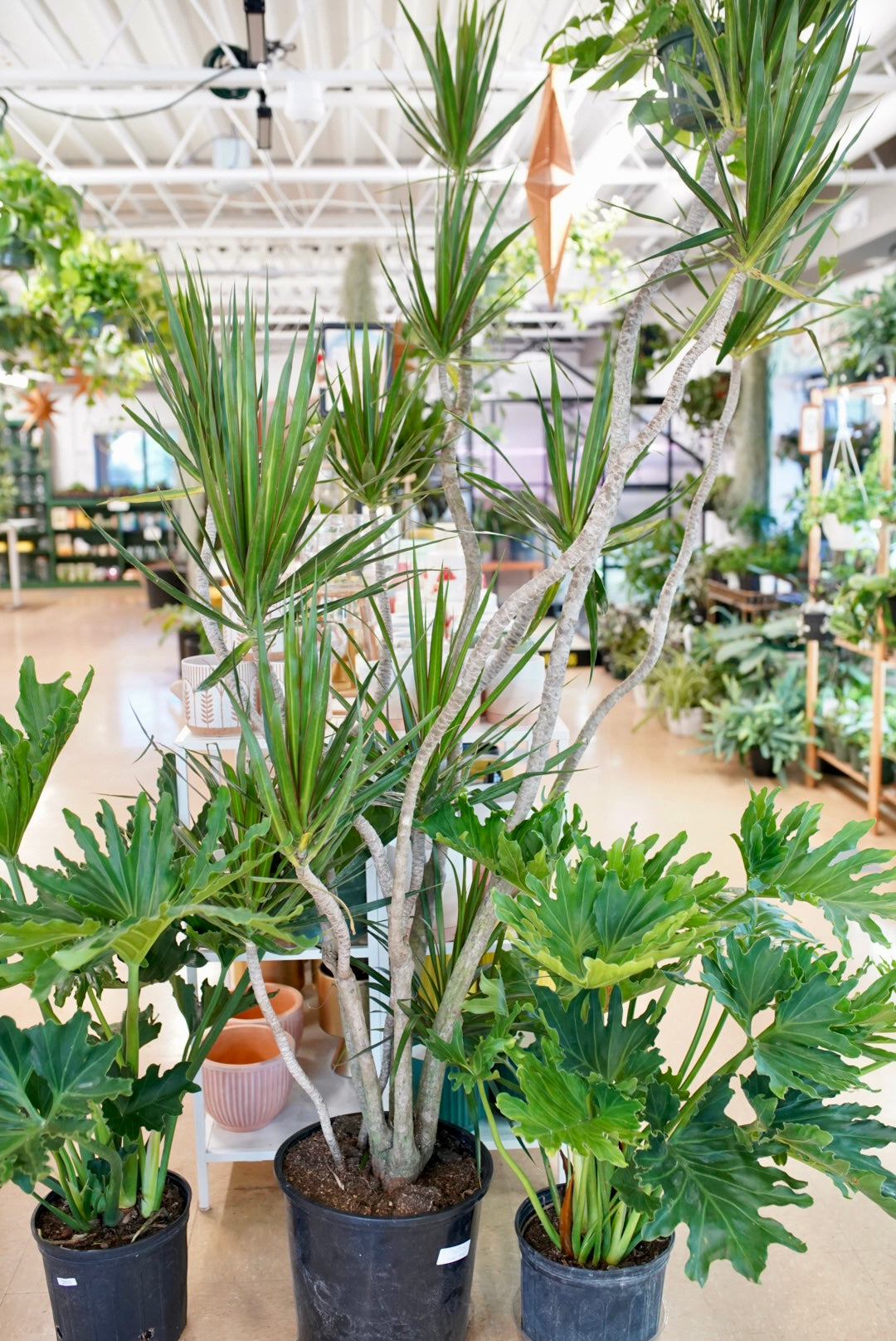 plants that look like dracaena Dracaena Marginata Freestyle – Ruby Flora Plant Shop