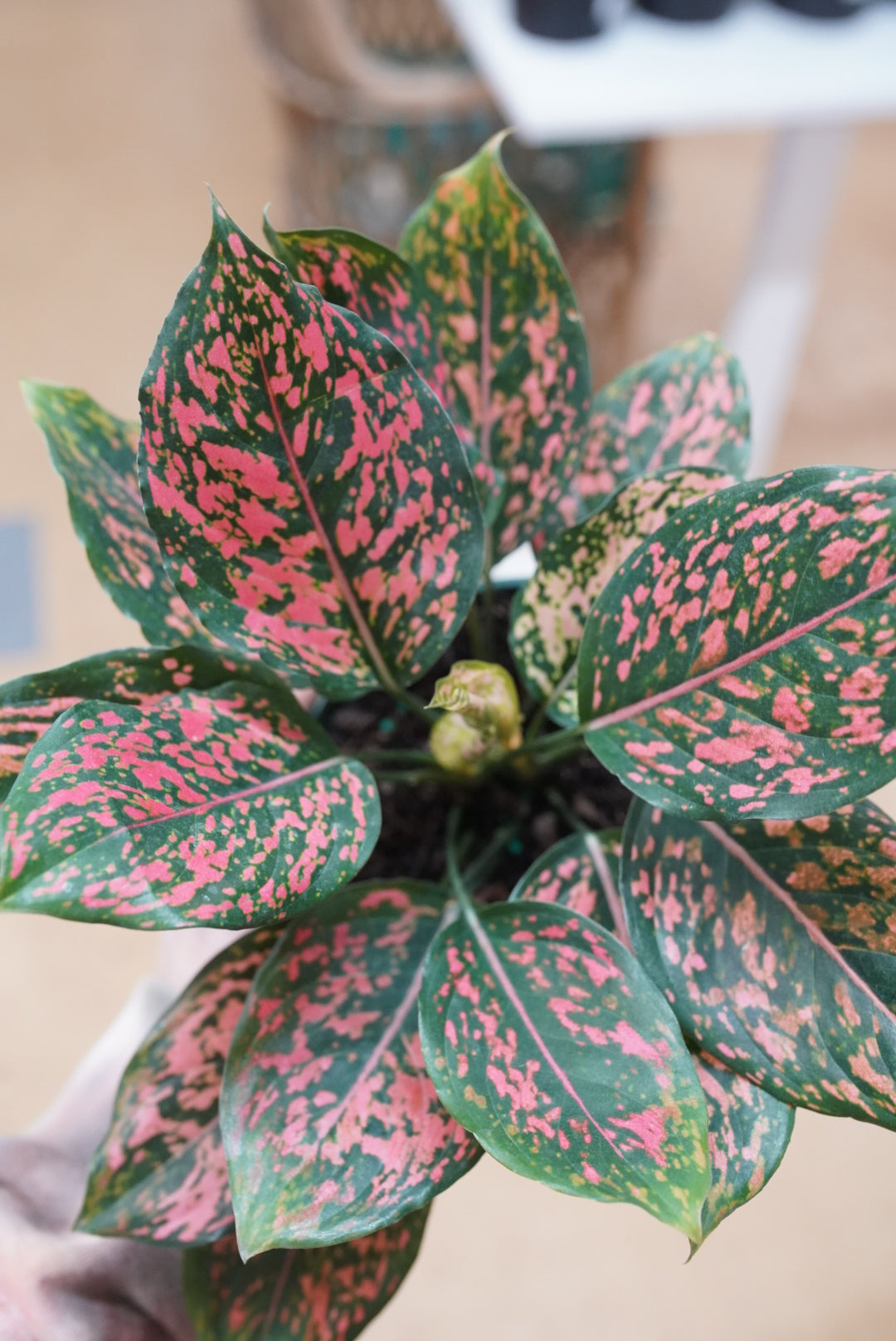Aglaonema 'Pink Dalmatian'
