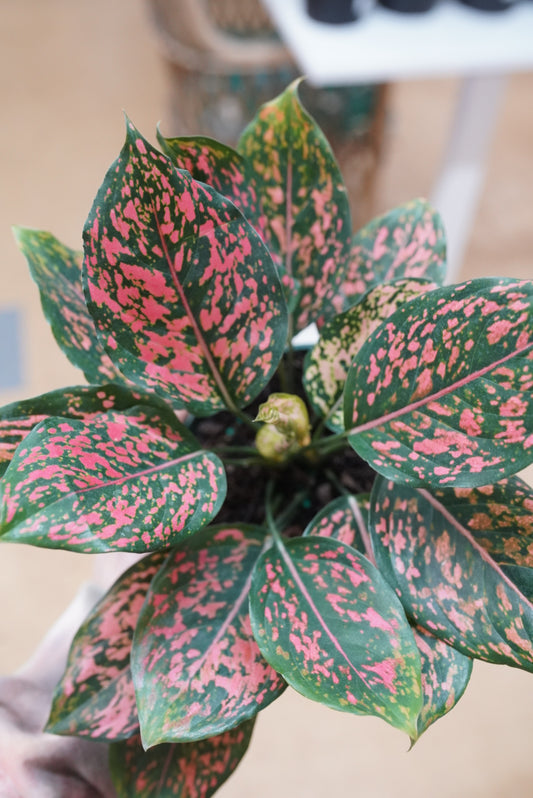 Aglaonema 'Pink Dalmatian'