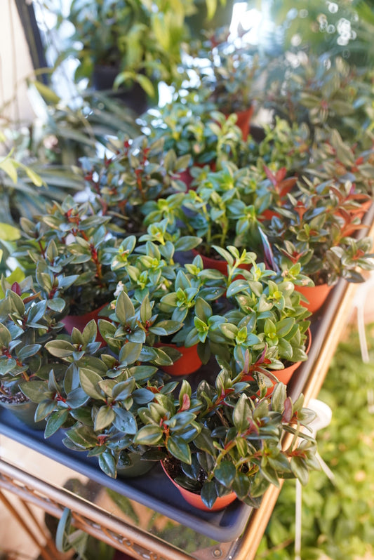 Assorted Goldfish Plants