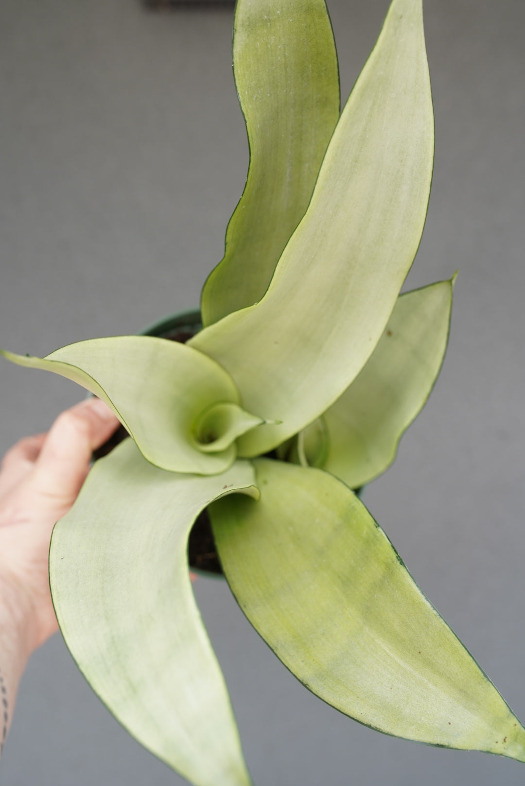Sansevieria Trifasciata 'Moonshine'