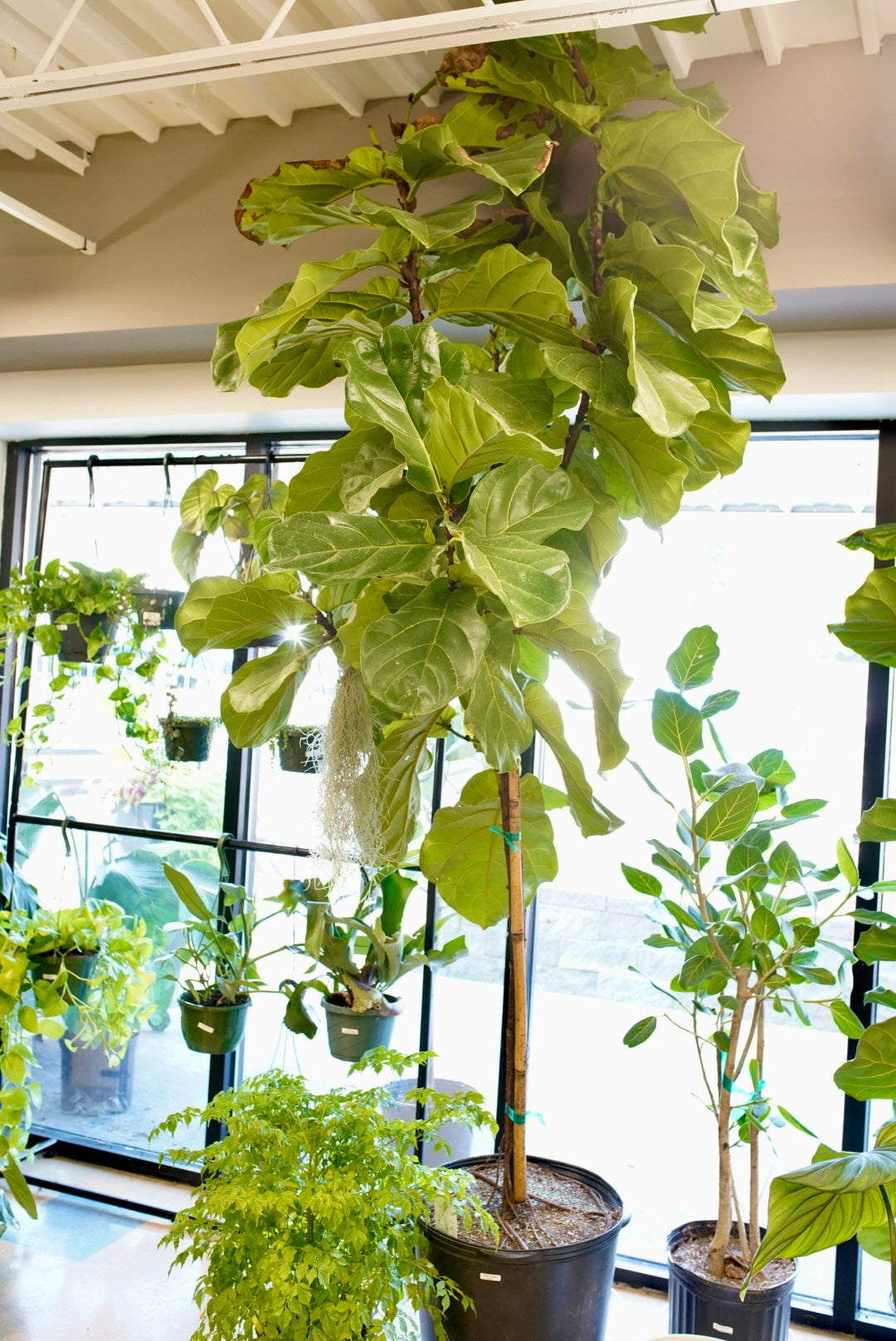 Ficus Lyrata 'Fiddle Leaf Fig'