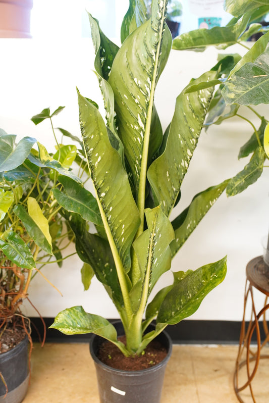 Dieffenbachia Crocodile