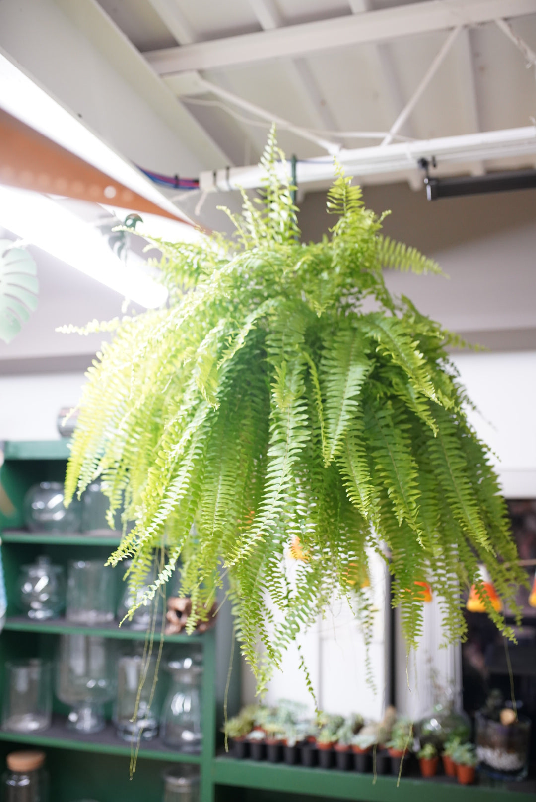 Boston Fern