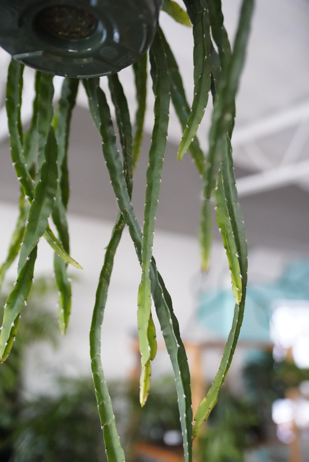 Lepismium cruciforme-Hurricane/Jungle Cactus