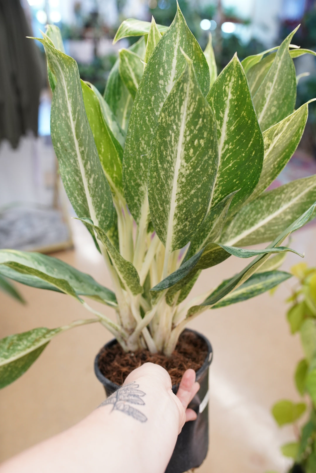 Aglaonema Golden Bay