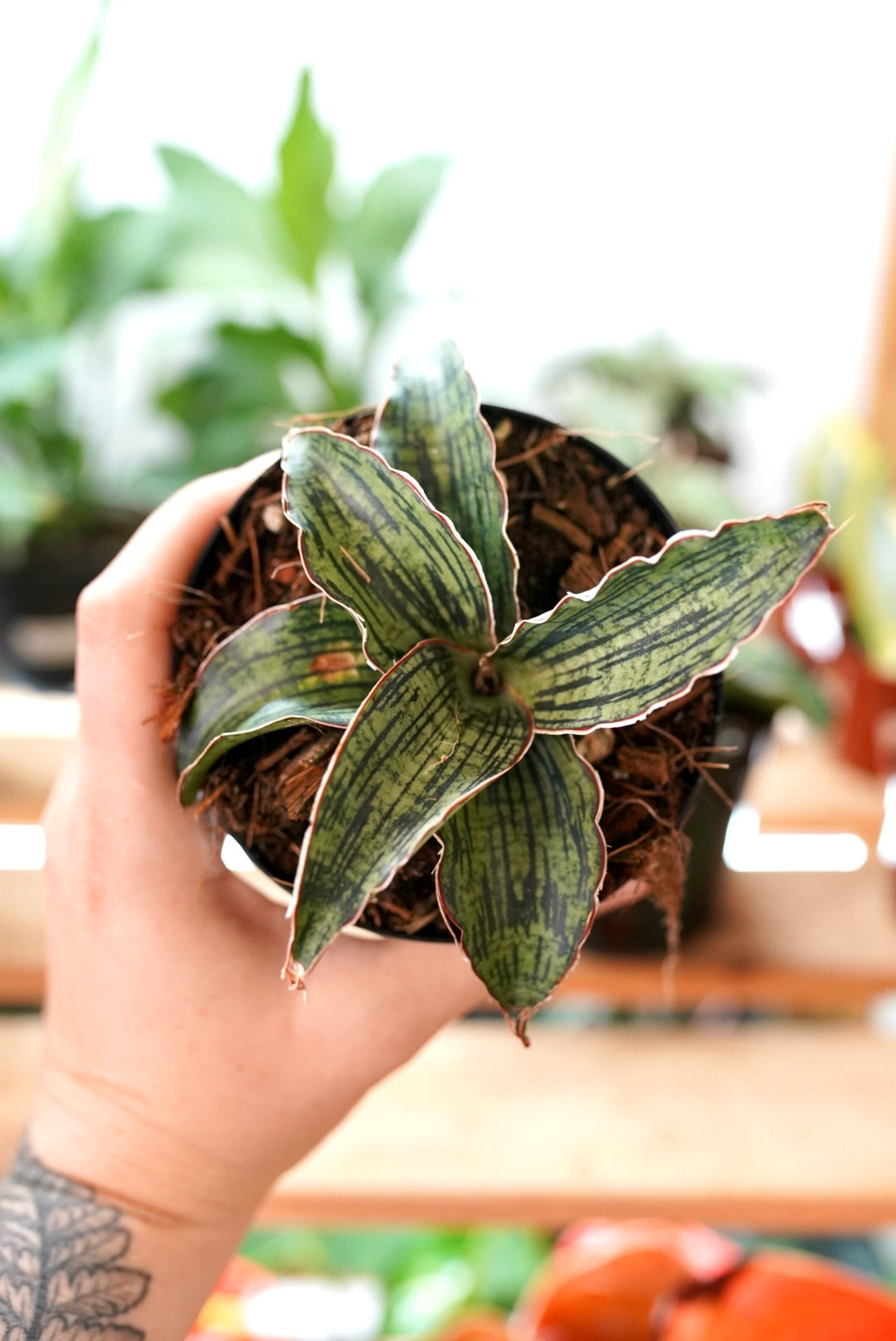 Sanseveria 'Cleopatra'