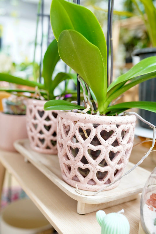 Heart-Shaped Orchid Planter