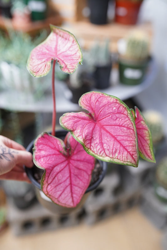 Caladium