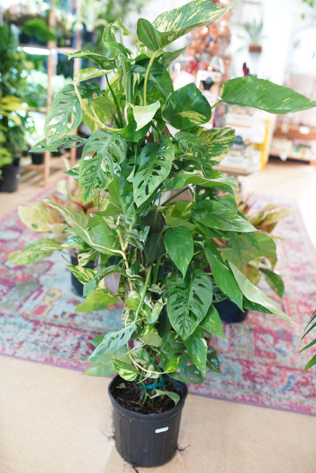 Philodendron/Pothos/Monstera Totem