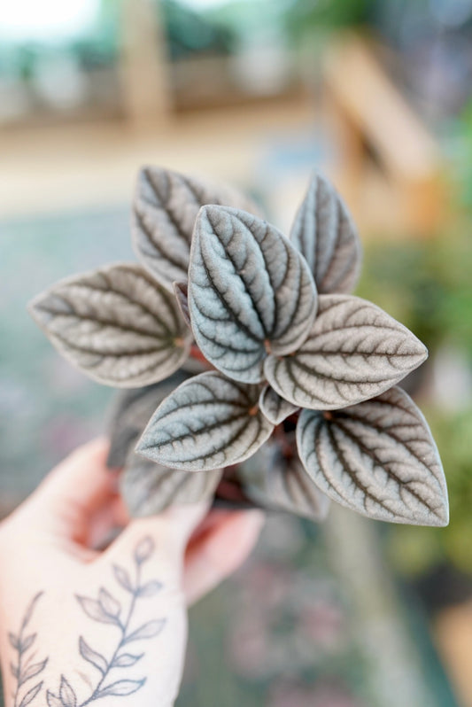 Peperomia caperata 'Caracas'