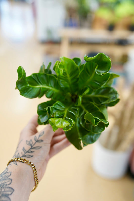 Asplenium musifolium 'Cobra Fern'