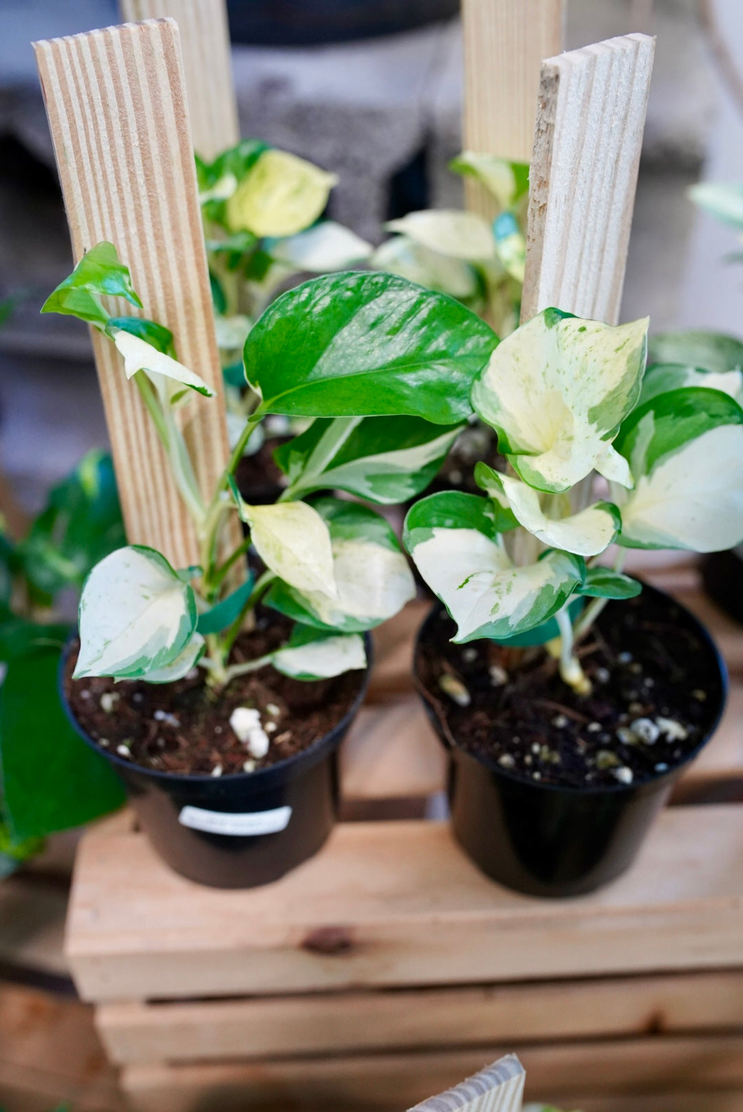 Epipremnum Aureum ‘Manjula' Pothos