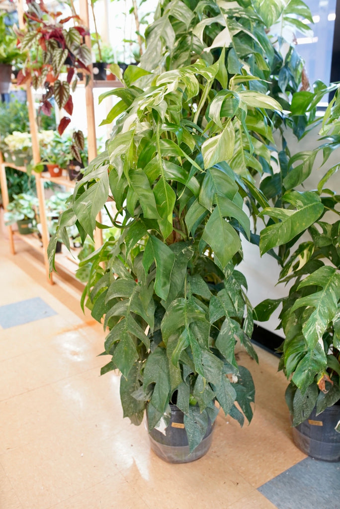 Epipremnum pinnatum albo-variegata