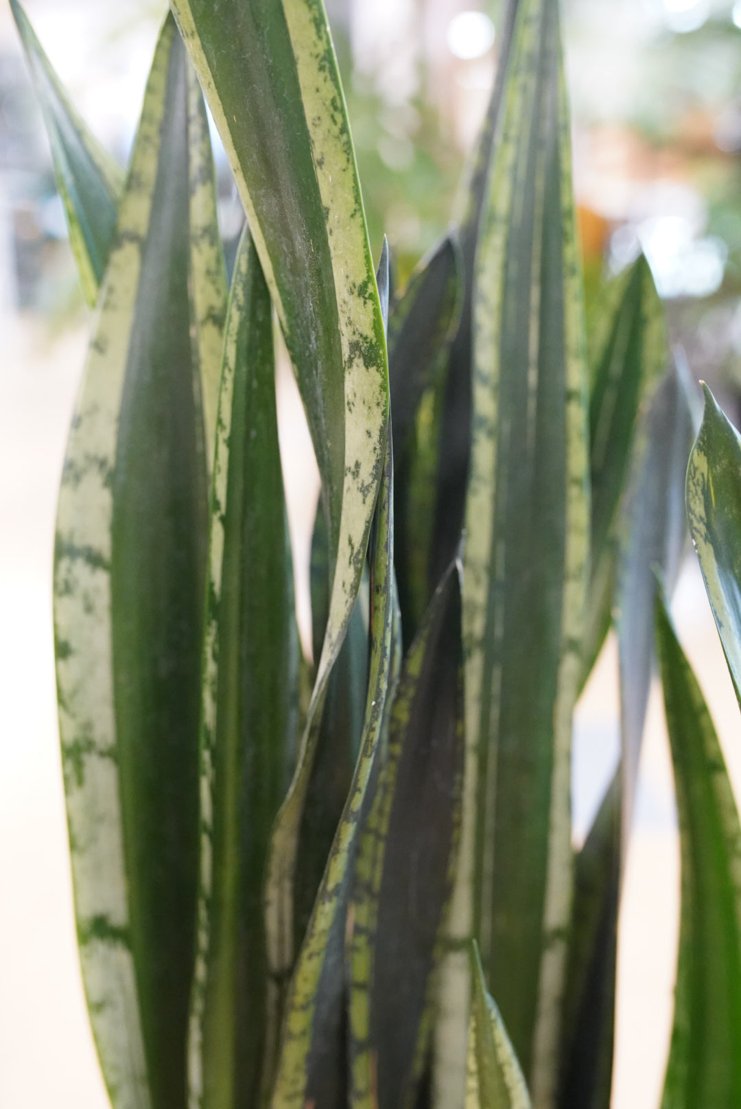 Sansevieria 'Silver Flame'