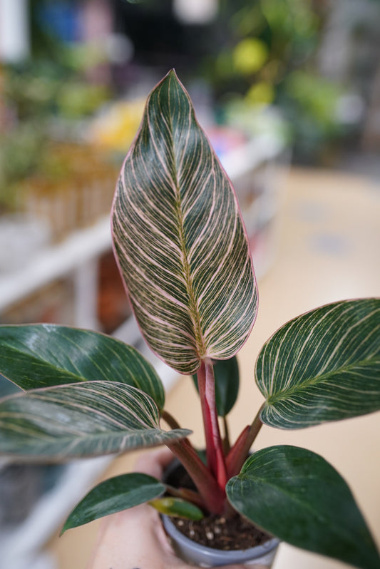 Philodendron 'Birkin' Pink Variegated