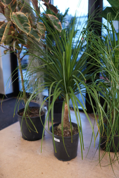 Ponytail Palm | Fun Easy Indoor Houseplant