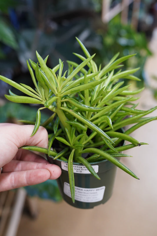 Peperomia Nevada ‘happy beans’
