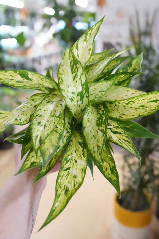 Dieffenbachia 'Starbright'