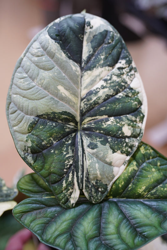 Alocasia Dragon Scale 'Mint'