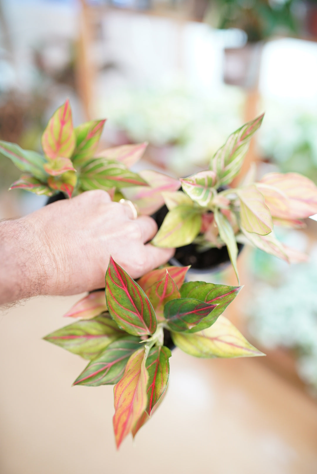 Aglaonema 'Red Vein'