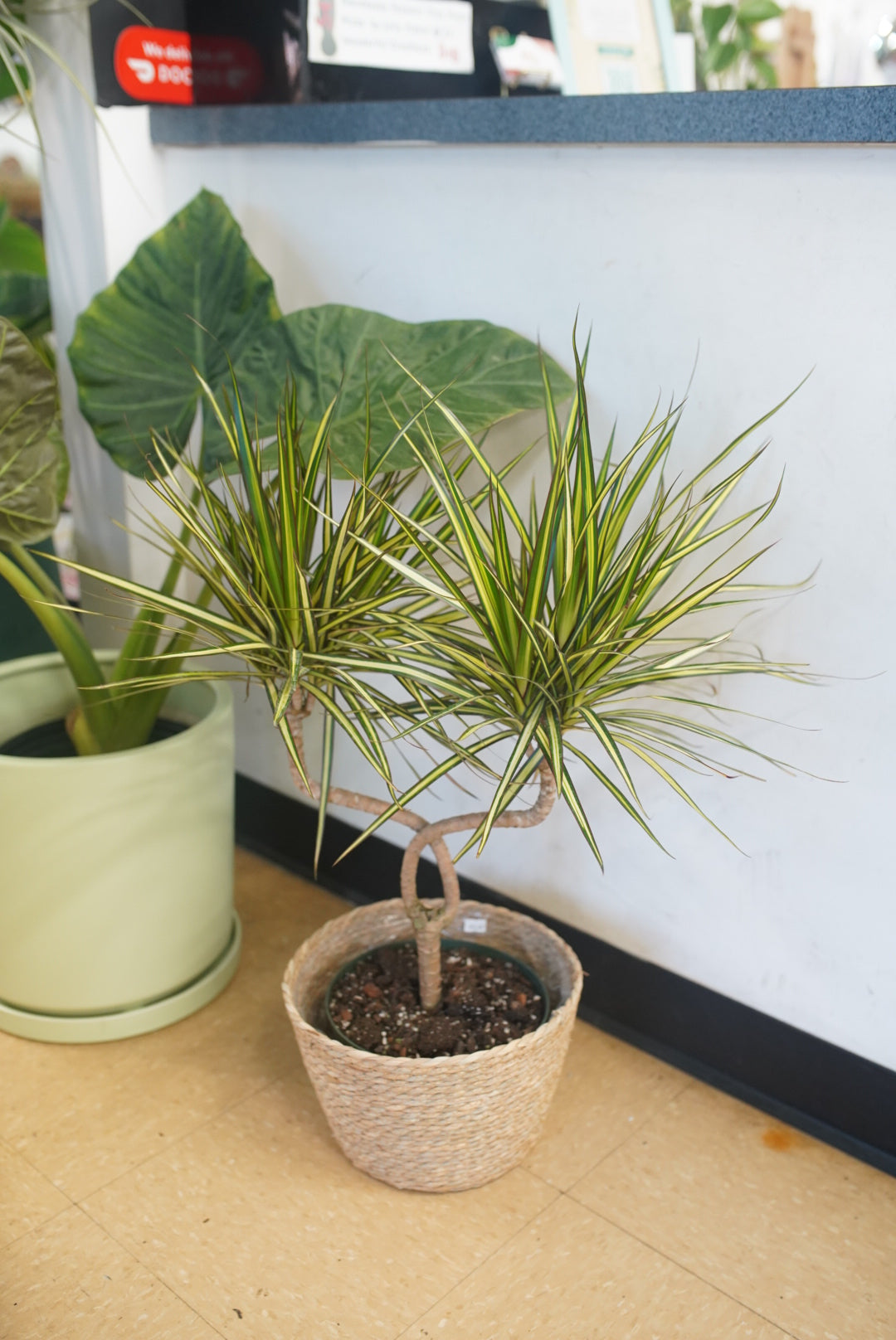 Dracaena Marginata Kiwi Candelabra