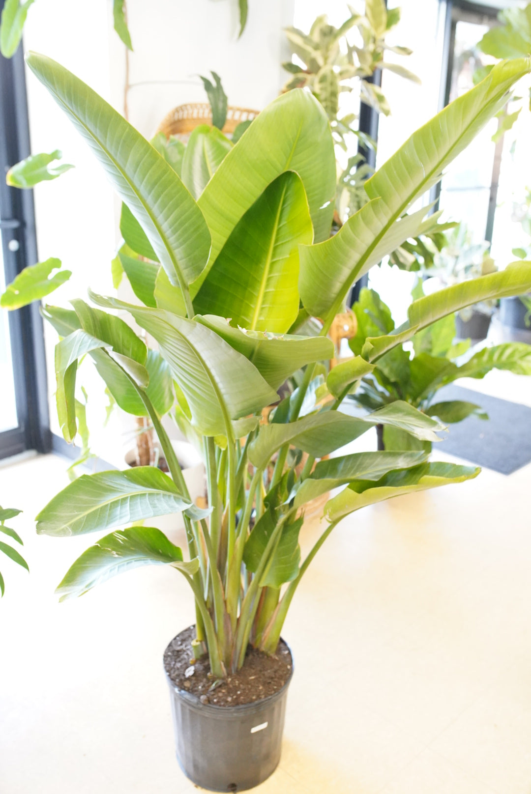 large indoor plants bird of paradise Bird of Paradise – Ruby Flora Plant Shop
