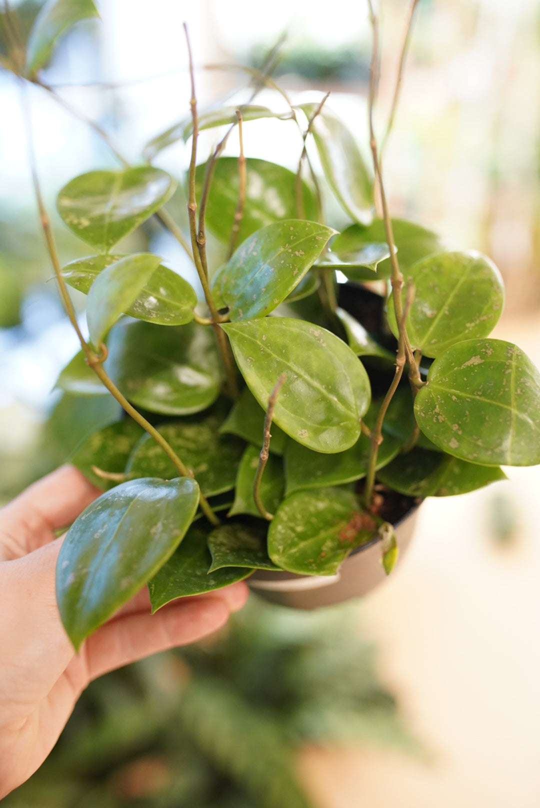 Hoya Parasitica Splash