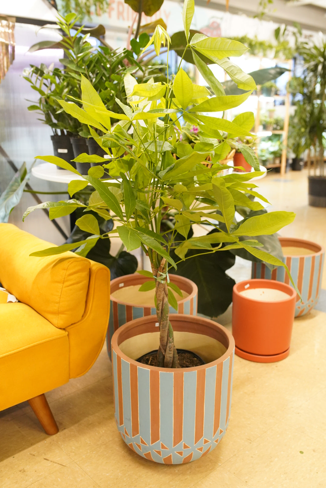 money tree hours today Money Tree (Pachira) – Ruby Flora Plant Shop