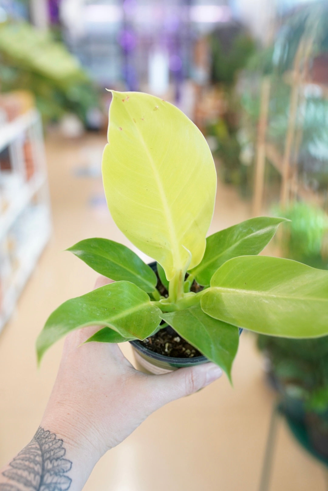 Philodendron Moonlight