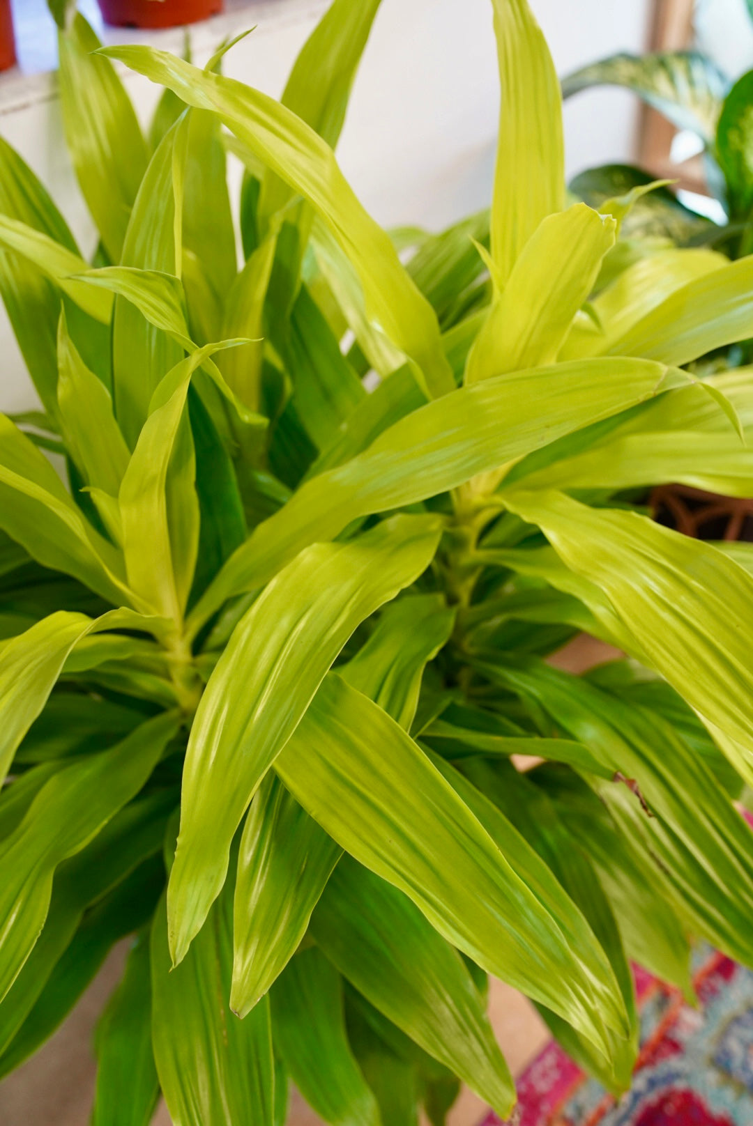 Dracaena Limelight