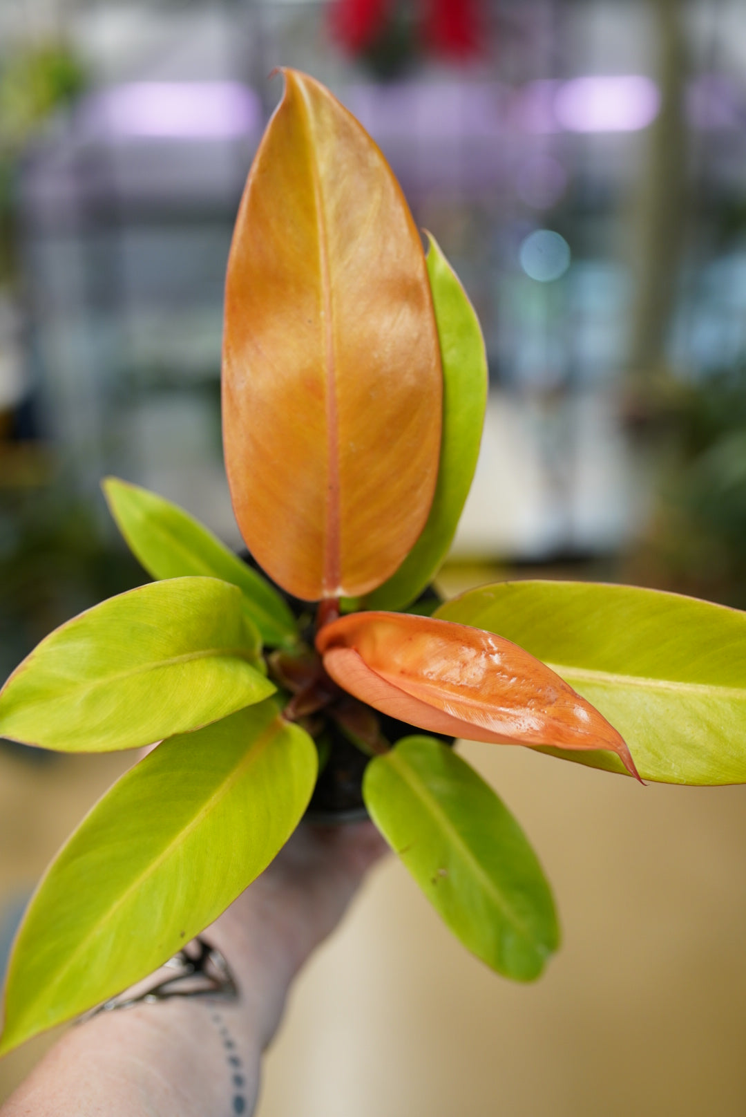 Philodendron Prince of Orange