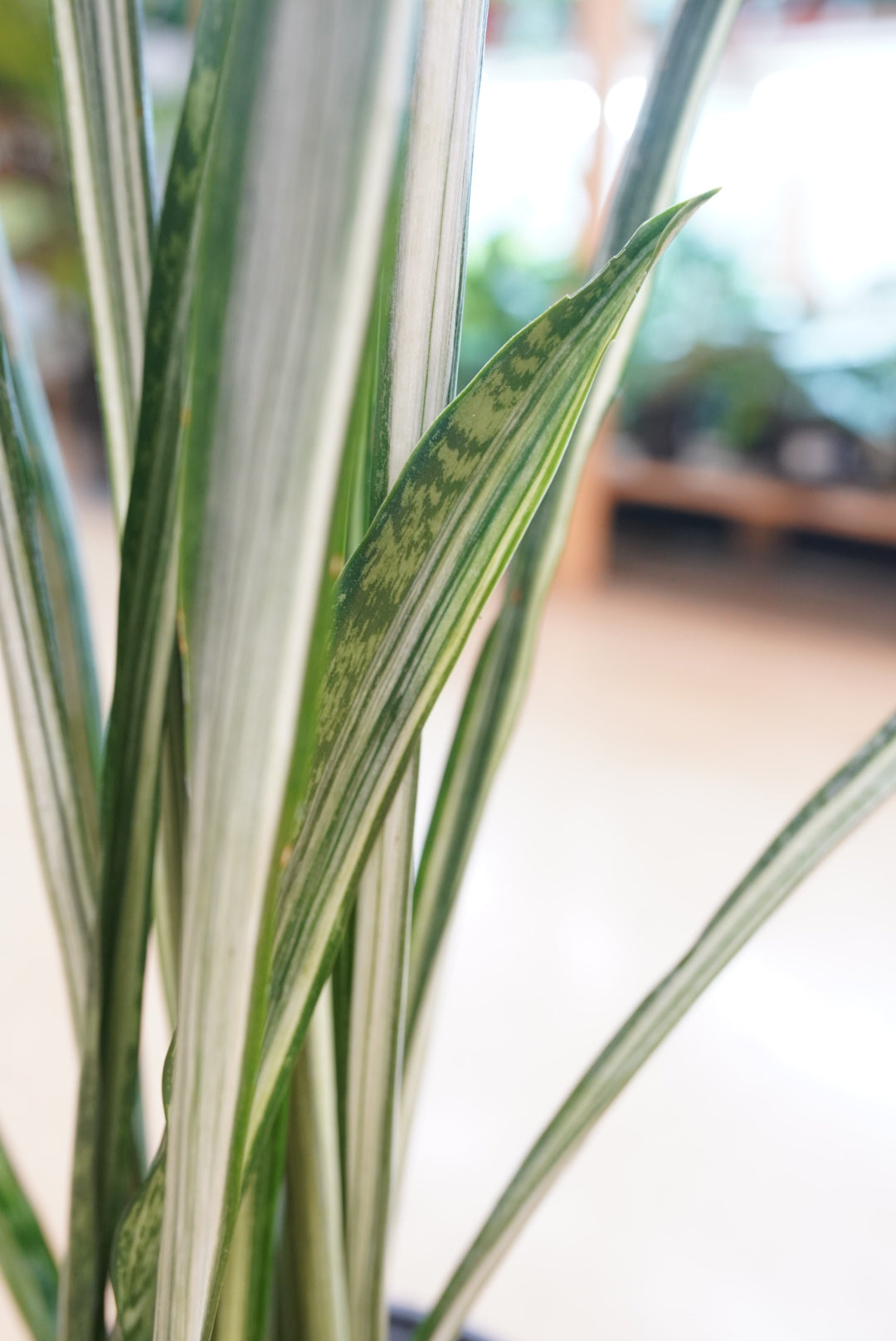 Sansevieria trifasciata 'Bantel's Sensation'