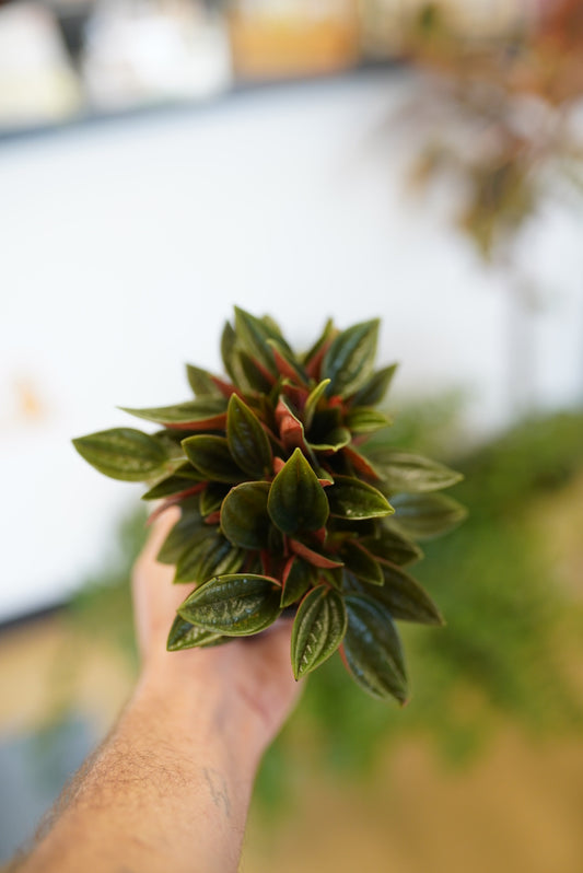 Peperomia Caperata 'Rosso'