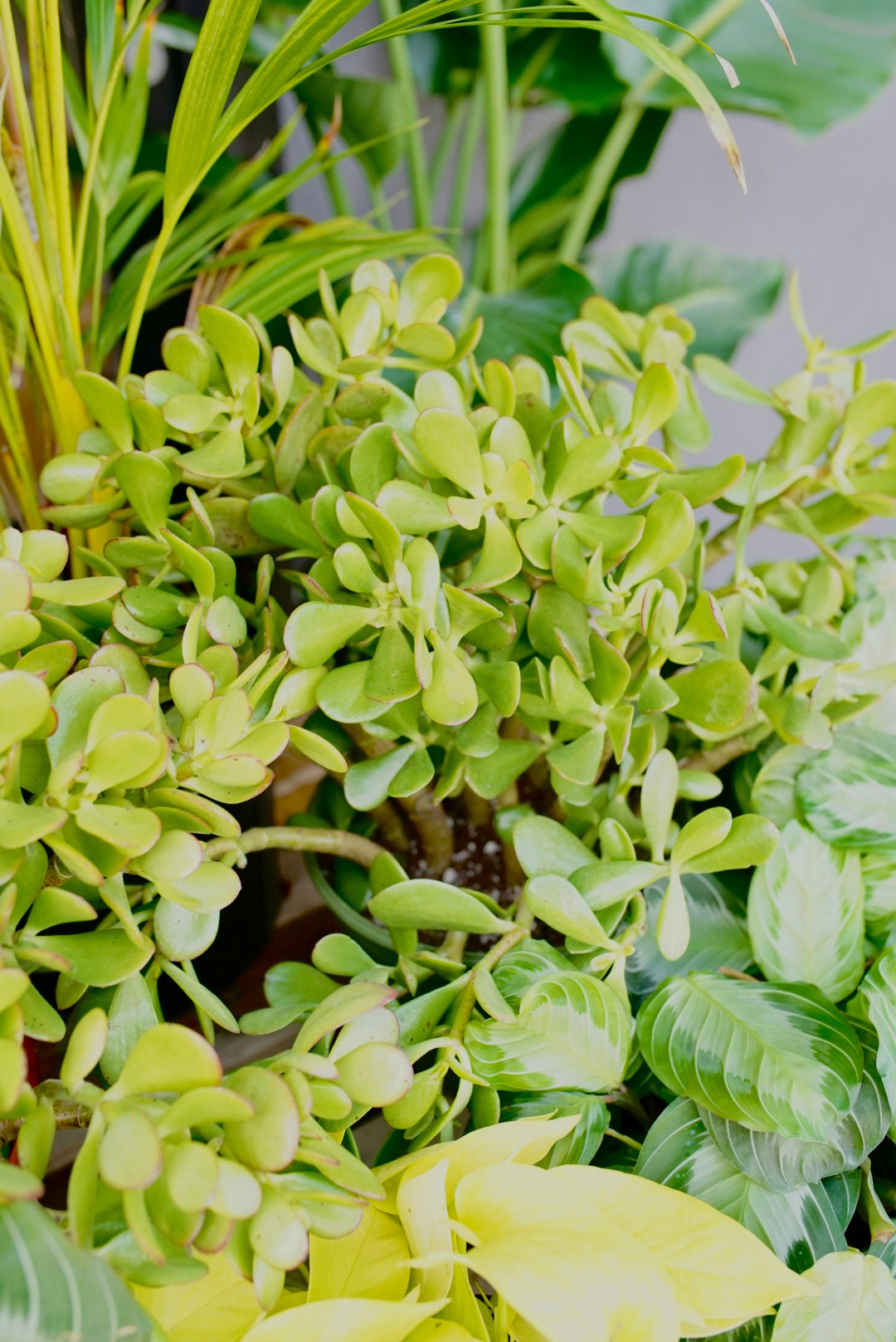 Crassula ovata ‘Jade’ plant