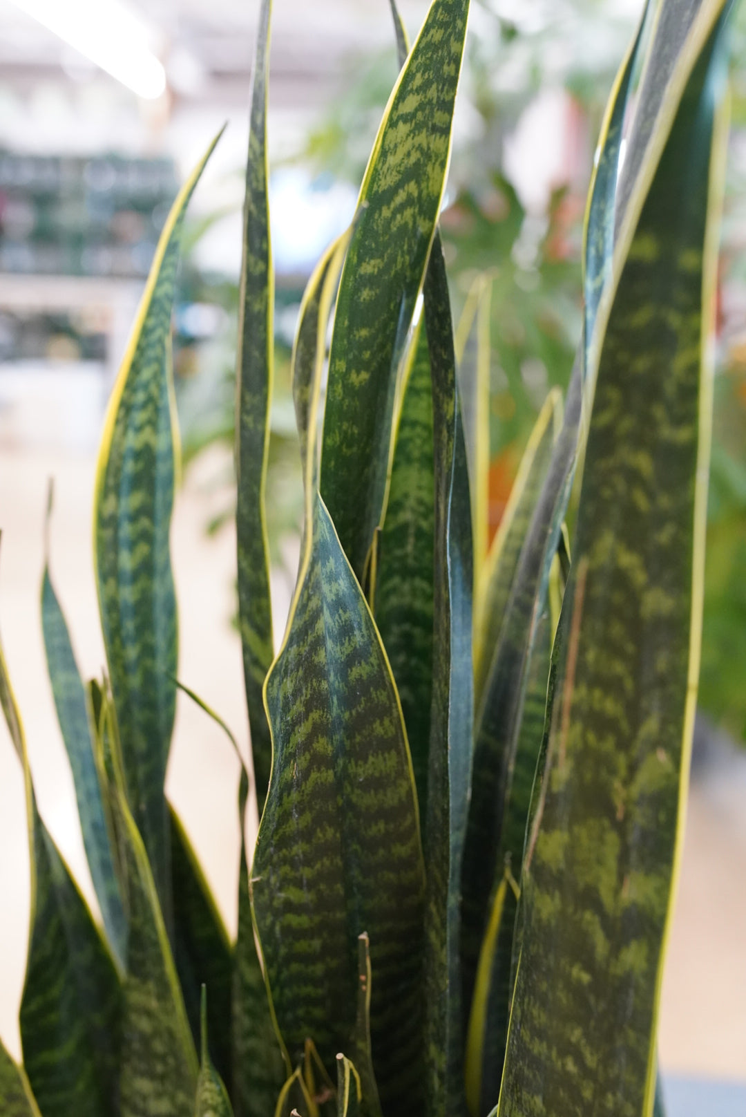 Sansevieria 'Dakota'