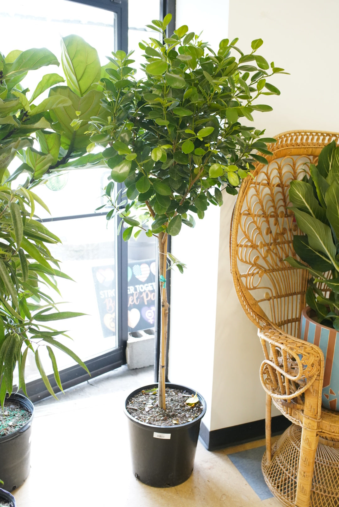 Ficus Moclame