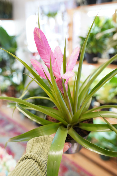 Bromeliad Tillandsia 'Antonio'