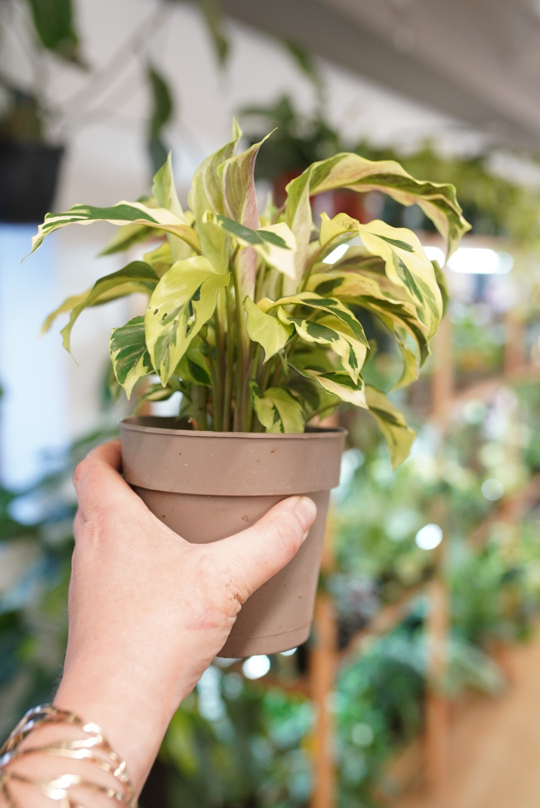 Calathea Louisae 'Thai beauty'