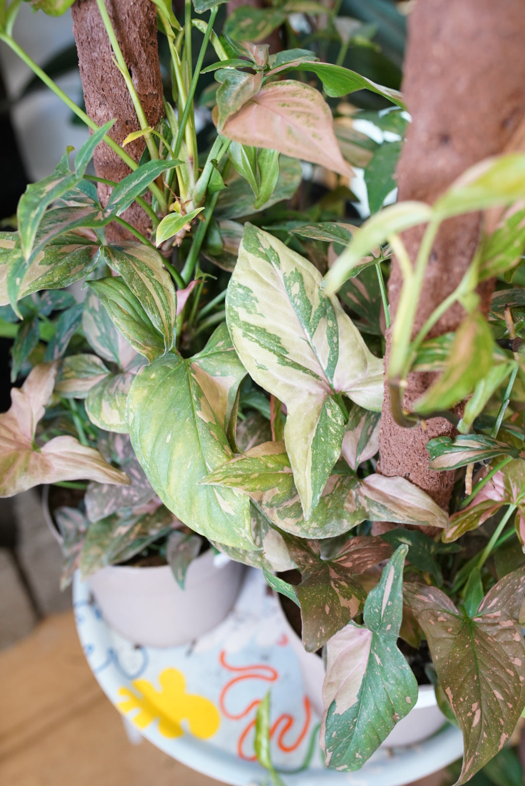 Syngonium 'Pink Splash'