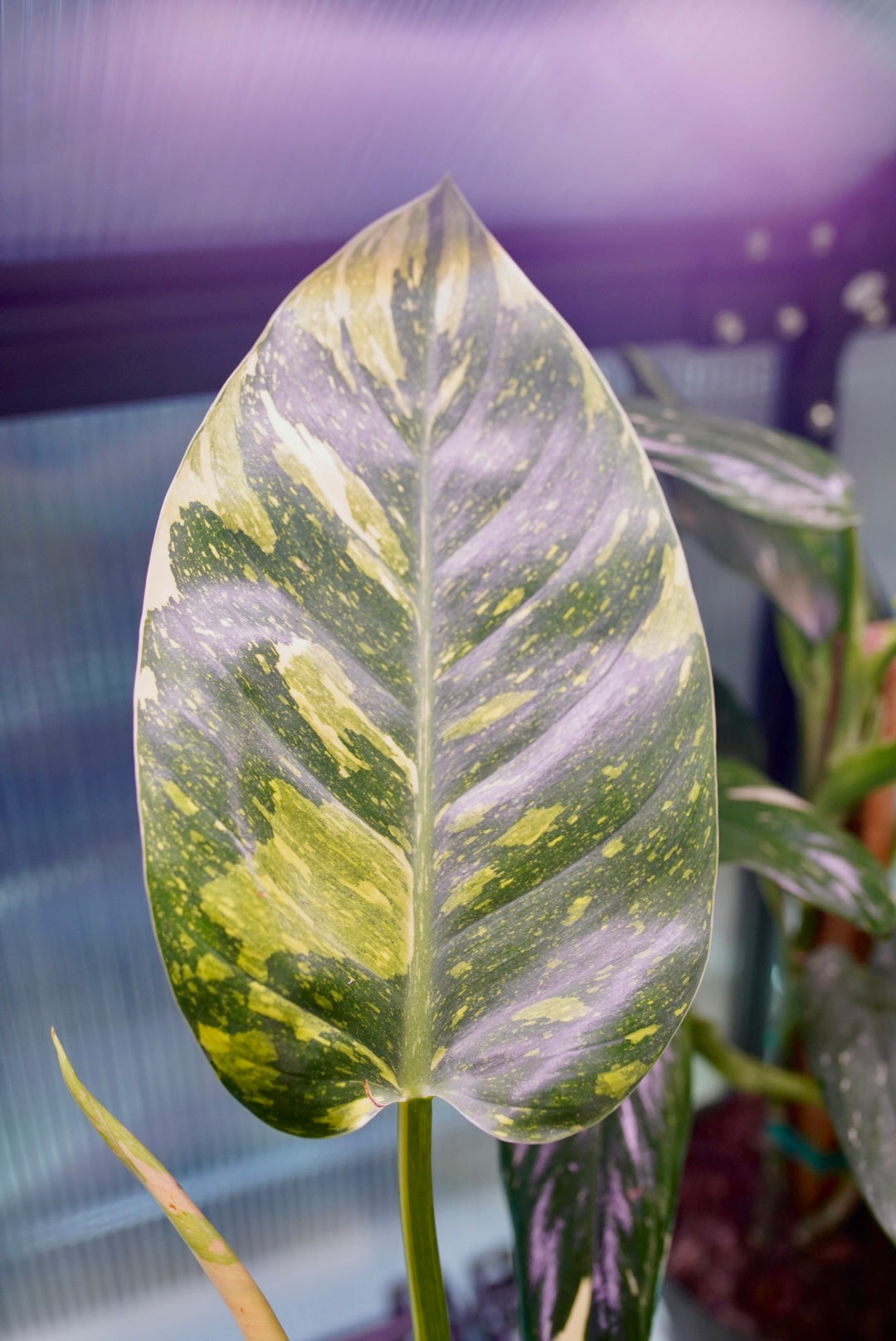 Variegated Philodendron Green Nuclear Congo (hybrid)