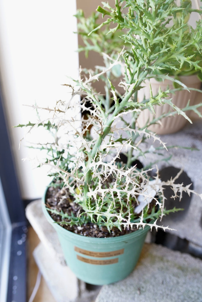 Silver Thicket Euphorbia