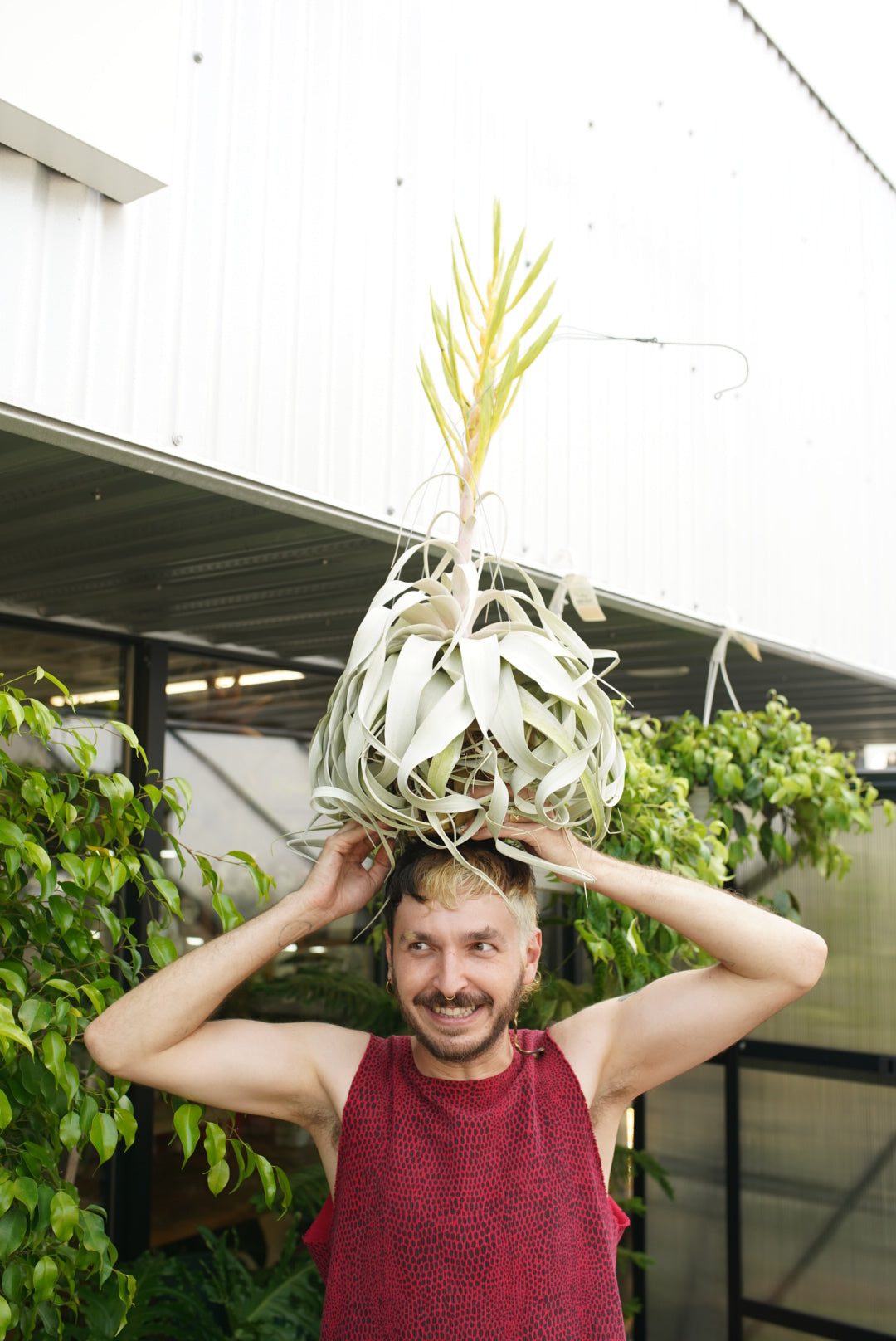 Tillandsia - Air Plants