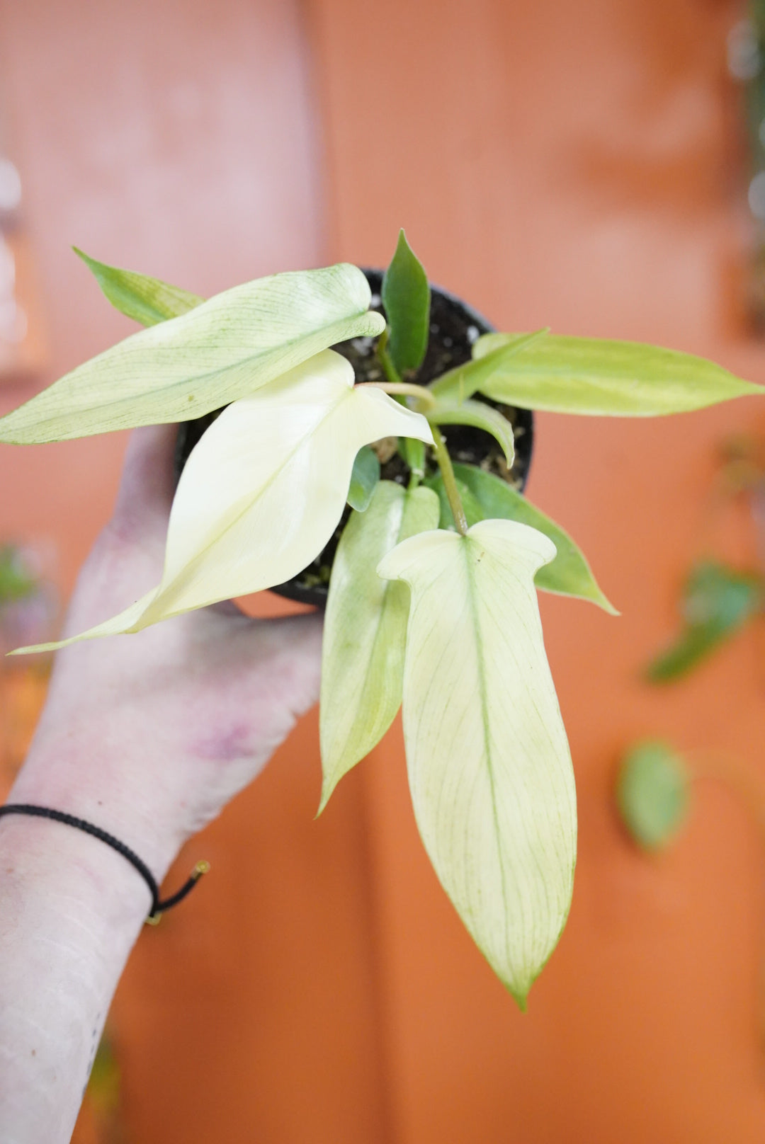 Philodendron Florida Ghost