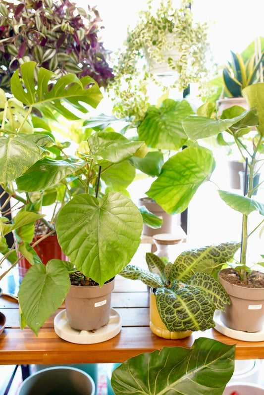 Ficus Umbellata