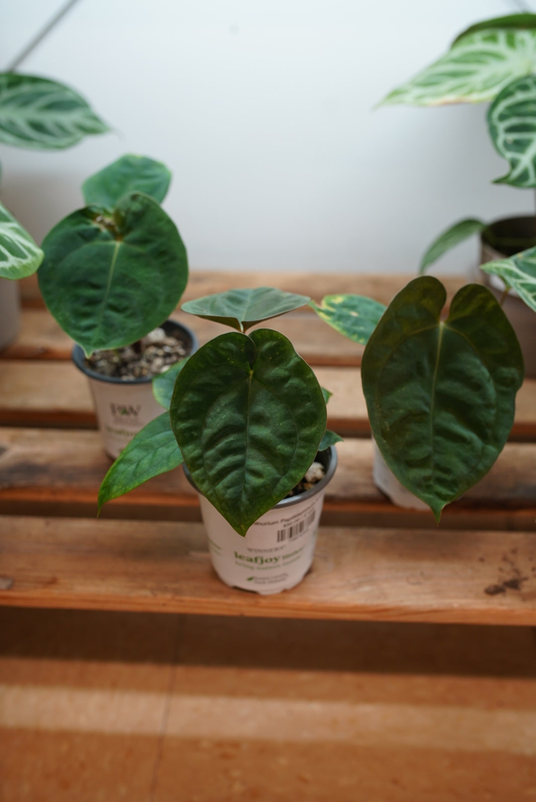 Anthurium Papillilaminum X Dressleri