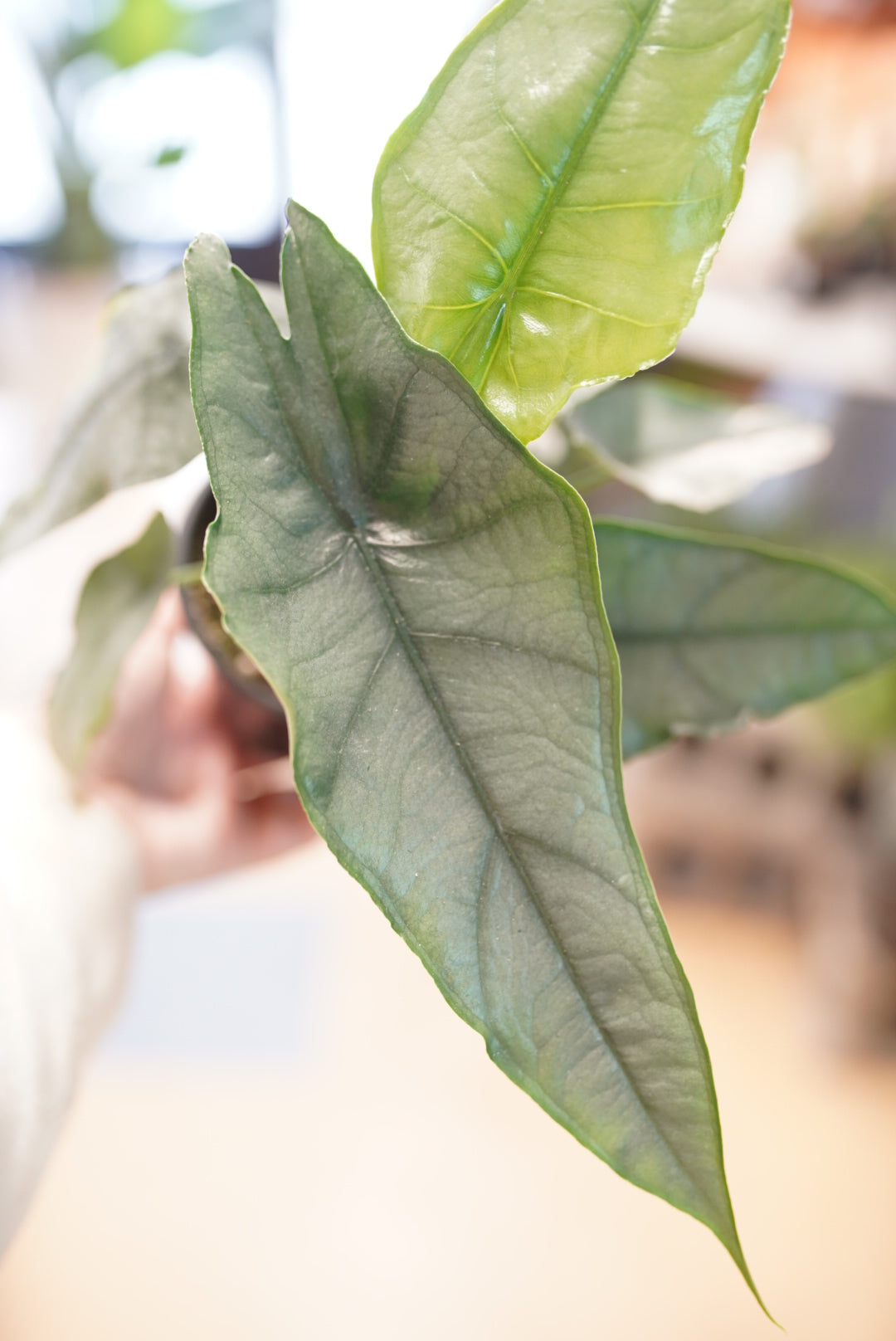 Alocasia heterophylla 'Dragon's Breath'